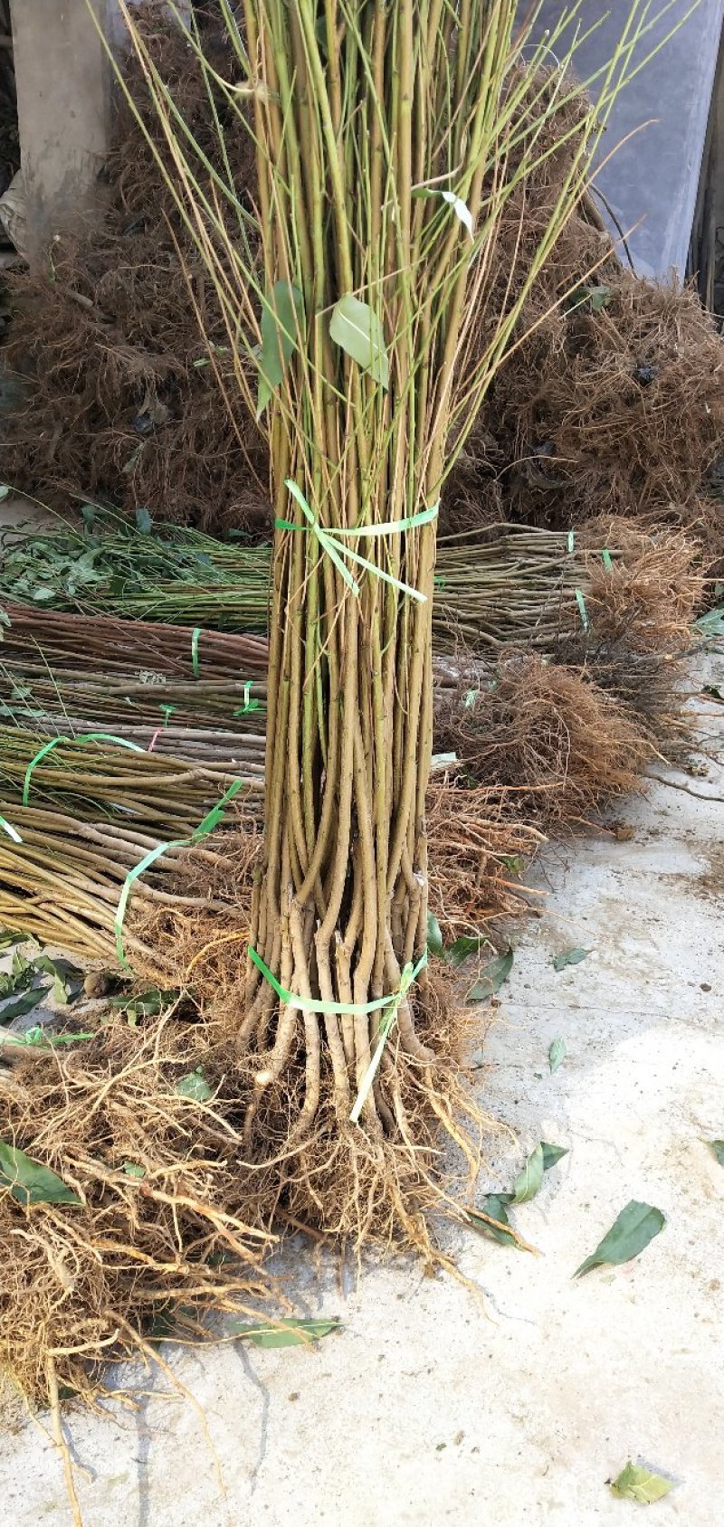 中油蟠7号桃树苗，现挖现发货，保成活率