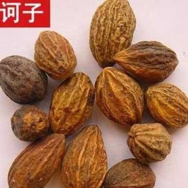 诃子，常年批发诃子，柯子肉产地直销