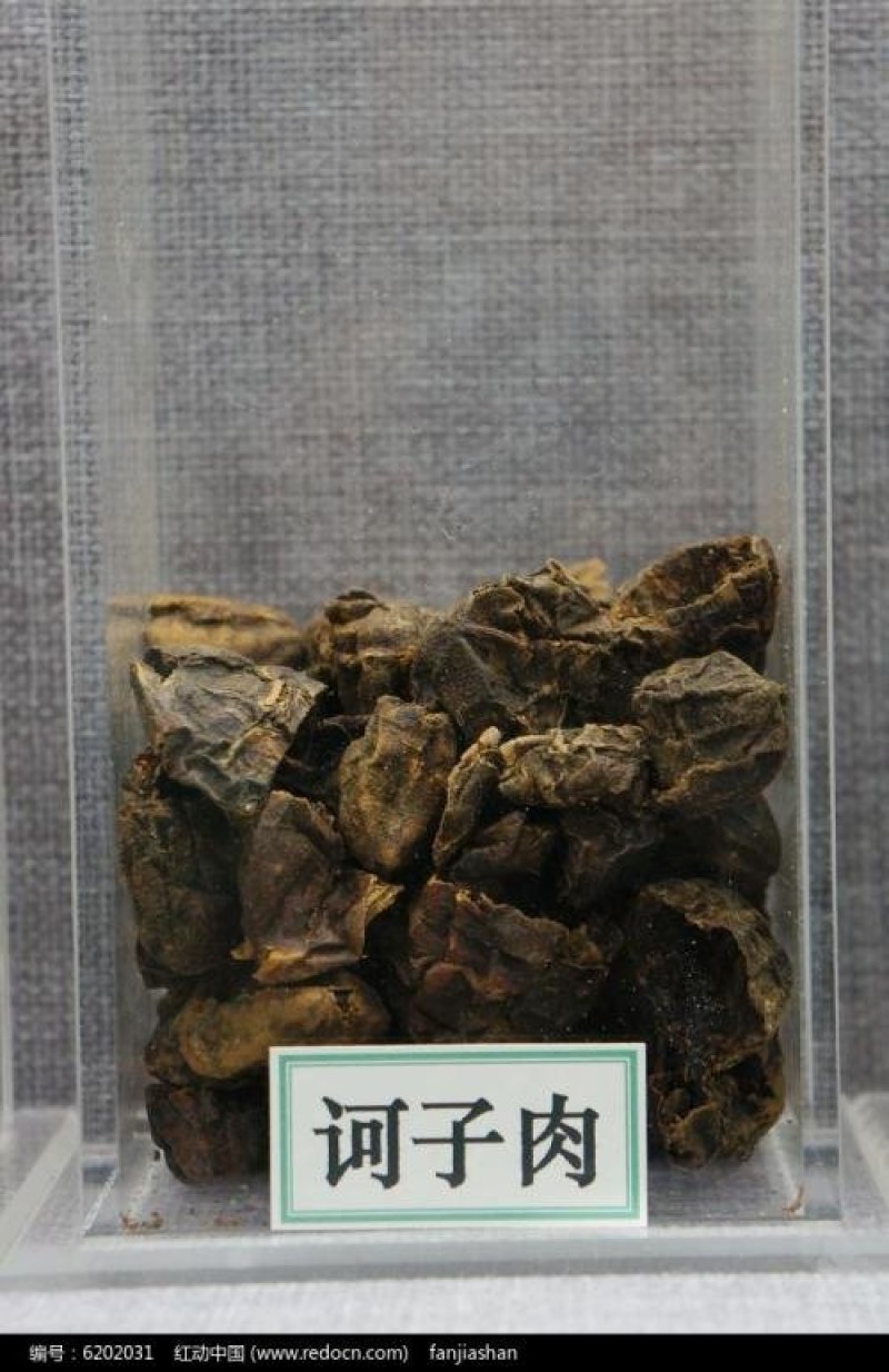 诃子，常年批发诃子，柯子肉产地直销
