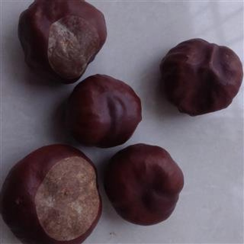 娑罗子，常年批发供应娑罗子家种货产地直销