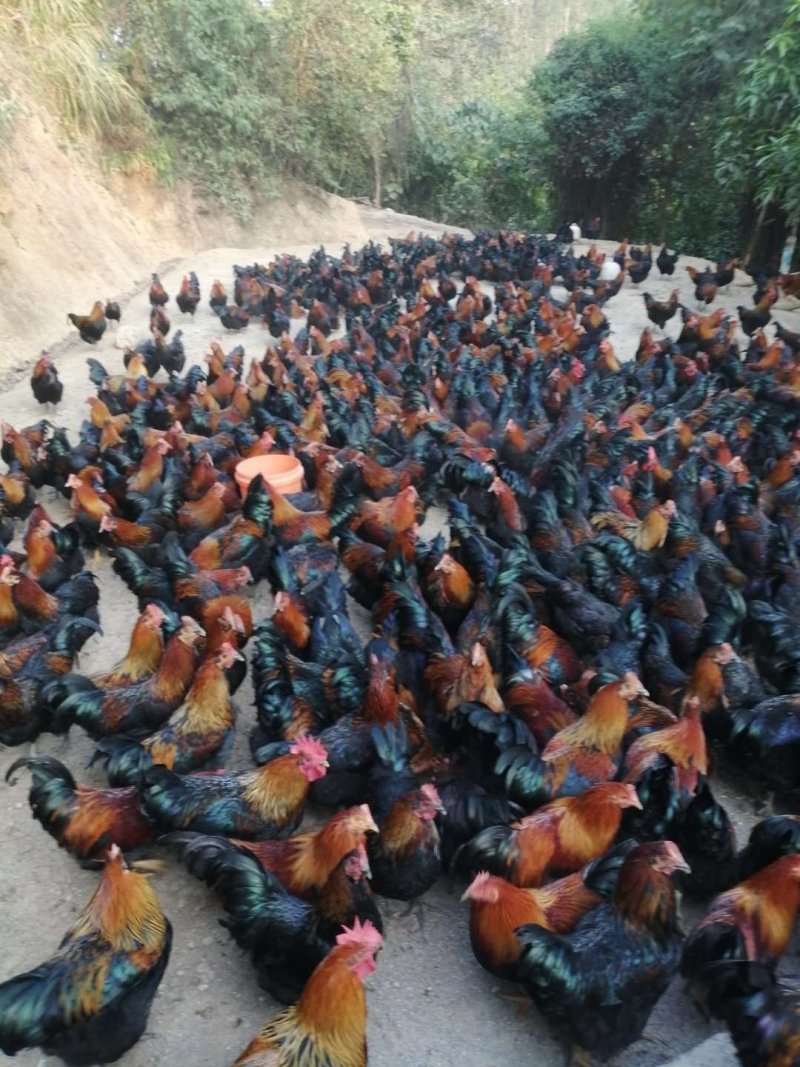 瑶土腌鸡出售