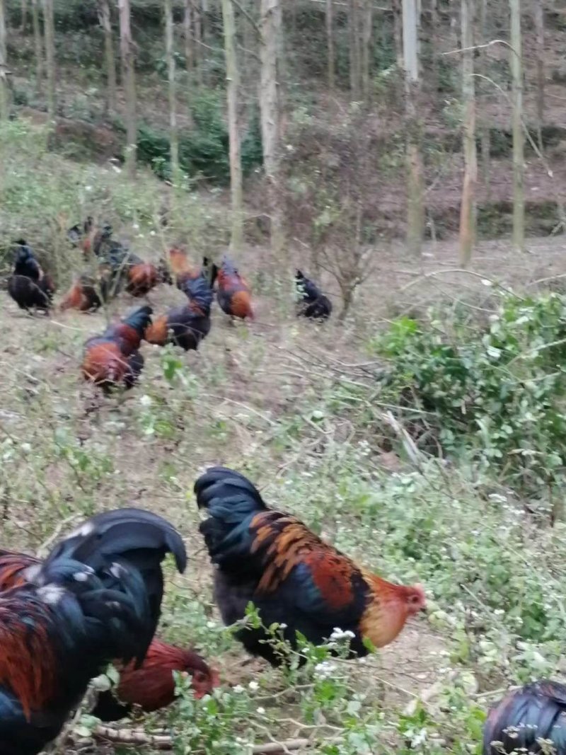 瑶土腌鸡出售