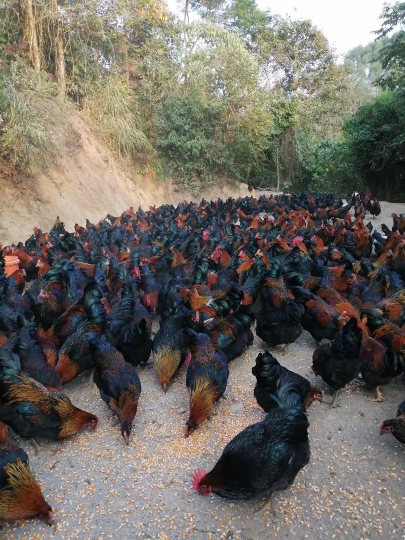 瑶土腌鸡出售