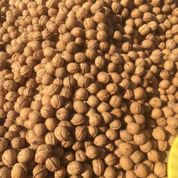 清香薄皮核桃，大量供货，产地直销，果仁饱满，一件代发