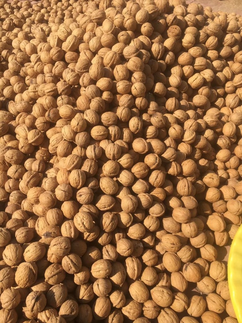 清香薄皮核桃，大量供货，产地直销，果仁饱满，一件代发