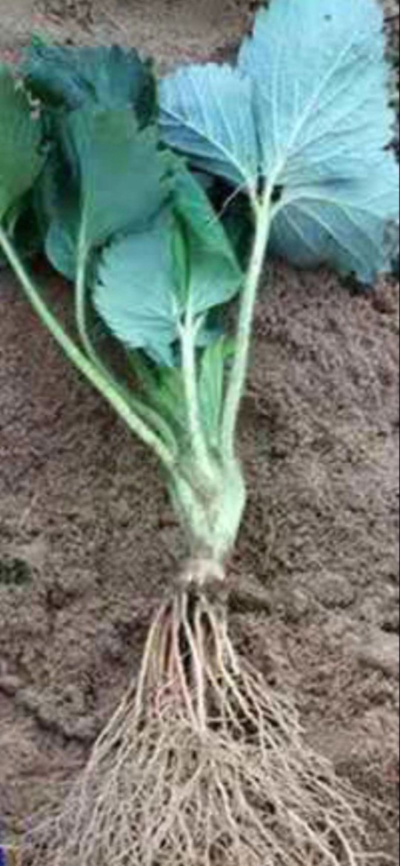 草莓树苗四季奶油草莓白雪公主红颜草莓基地直供现挖现发量大
