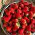 草莓树苗四季奶油草莓白雪公主红颜草莓基地直供现挖现发量大