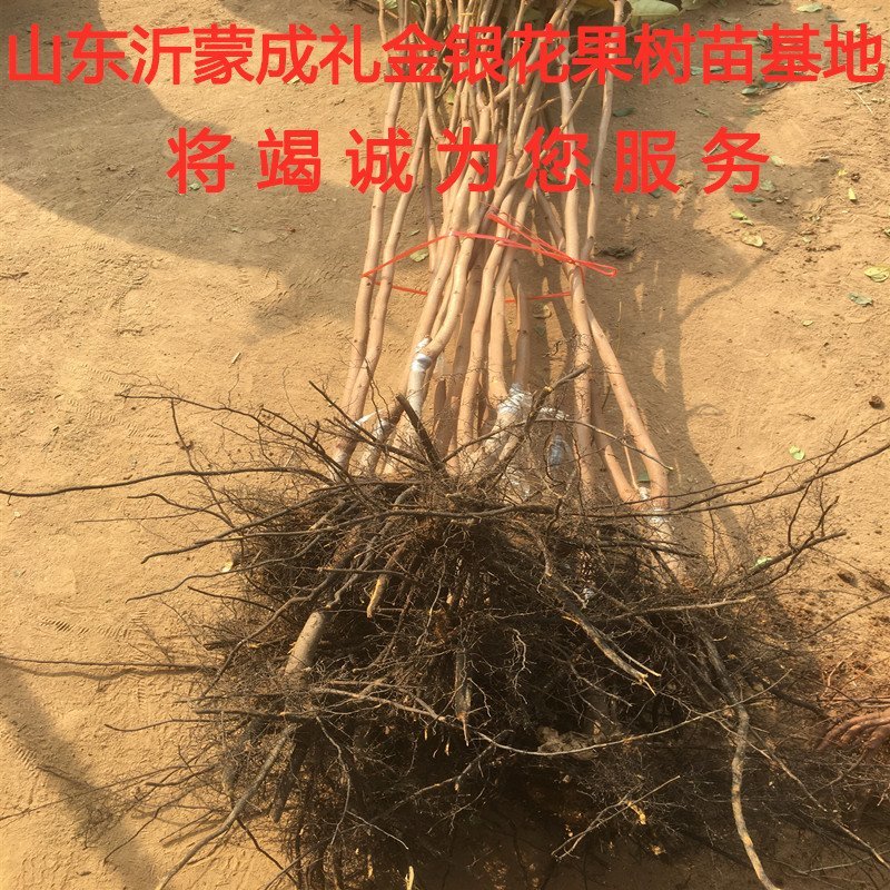 鸡心柿子苗新品种柿子树苗南北方种植柿子苗嫁接柿子树