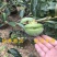 鸡心柿子苗新品种柿子树苗南北方种植柿子苗嫁接柿子树