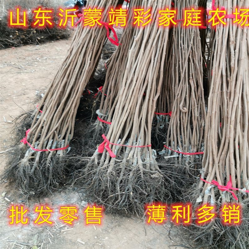 鸡心柿子苗新品种柿子树苗南北方种植柿子苗嫁接柿子树