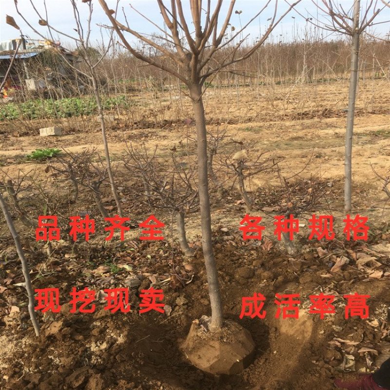 鸡心柿子苗新品种柿子树苗南北方种植柿子苗嫁接柿子树