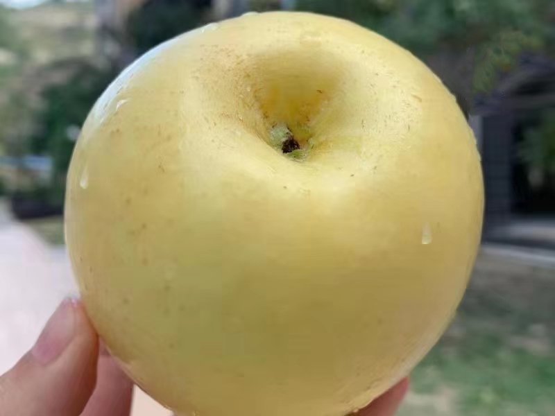 黄金富士苹果树苗嫁接苹果树苗当年结果基地直供量大从优