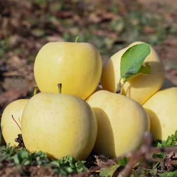 黄金富士苹果树苗嫁接苹果树苗当年结果基地直供量大从优