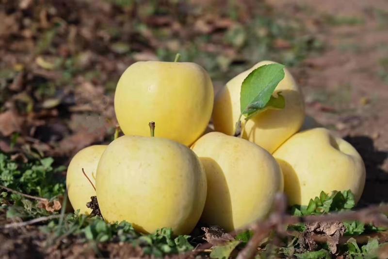 黄金富士苹果树苗嫁接苹果树苗当年结果基地直供量大从优