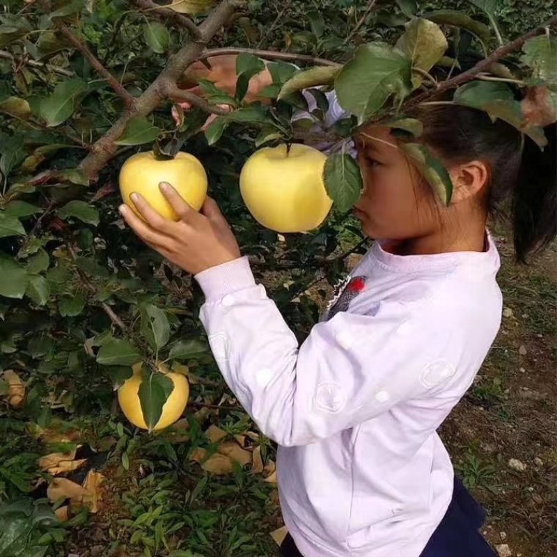 黄金富士苹果树苗嫁接苹果树苗当年结果基地直供量大从优
