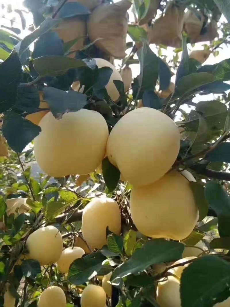 黄金富士苹果树苗嫁接苹果树苗当年结果基地直供量大从优