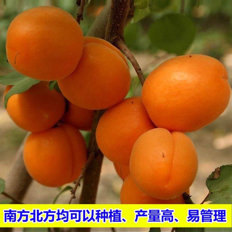 杏树苗嫁接杏树苗早熟金太阳品种，市场行情好基地直供现挖