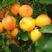 杏树苗嫁接杏树苗早熟金太阳品种，市场行情好基地直供现挖