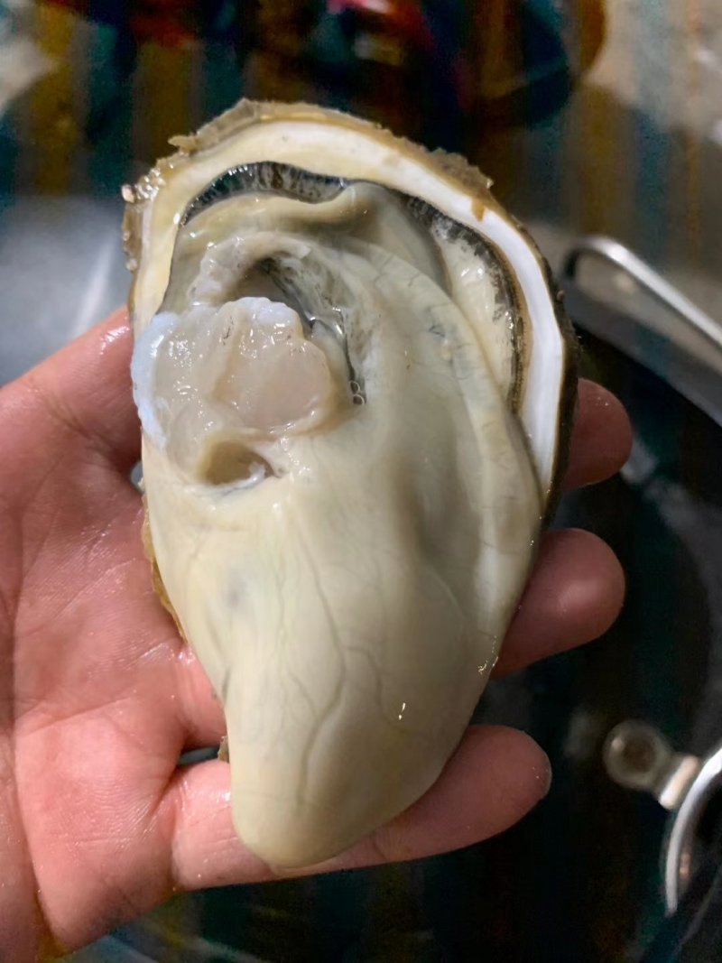 乳山生蚝，不肥包退，精品