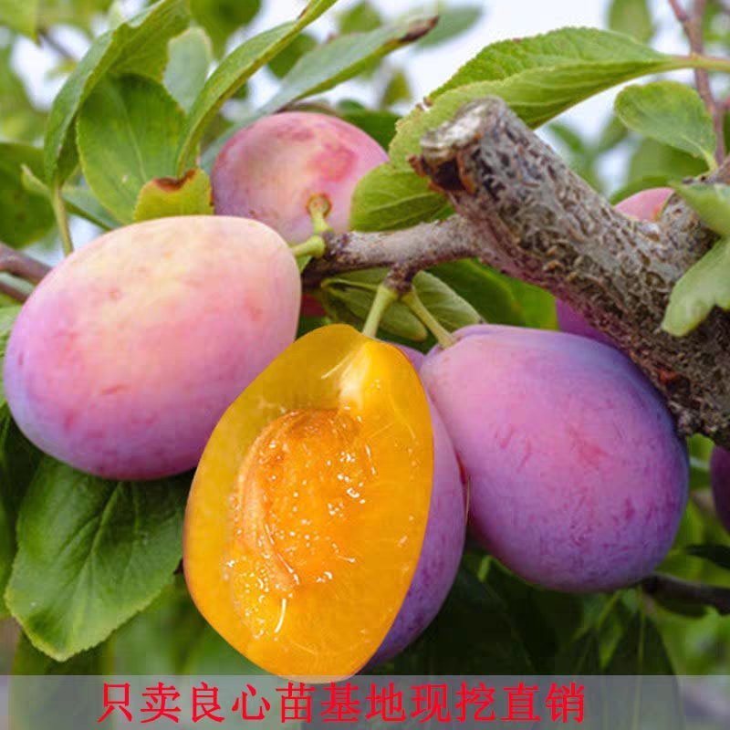 李子树苗当年结果嫁接李子树苗西梅苗南北方种植基地直供