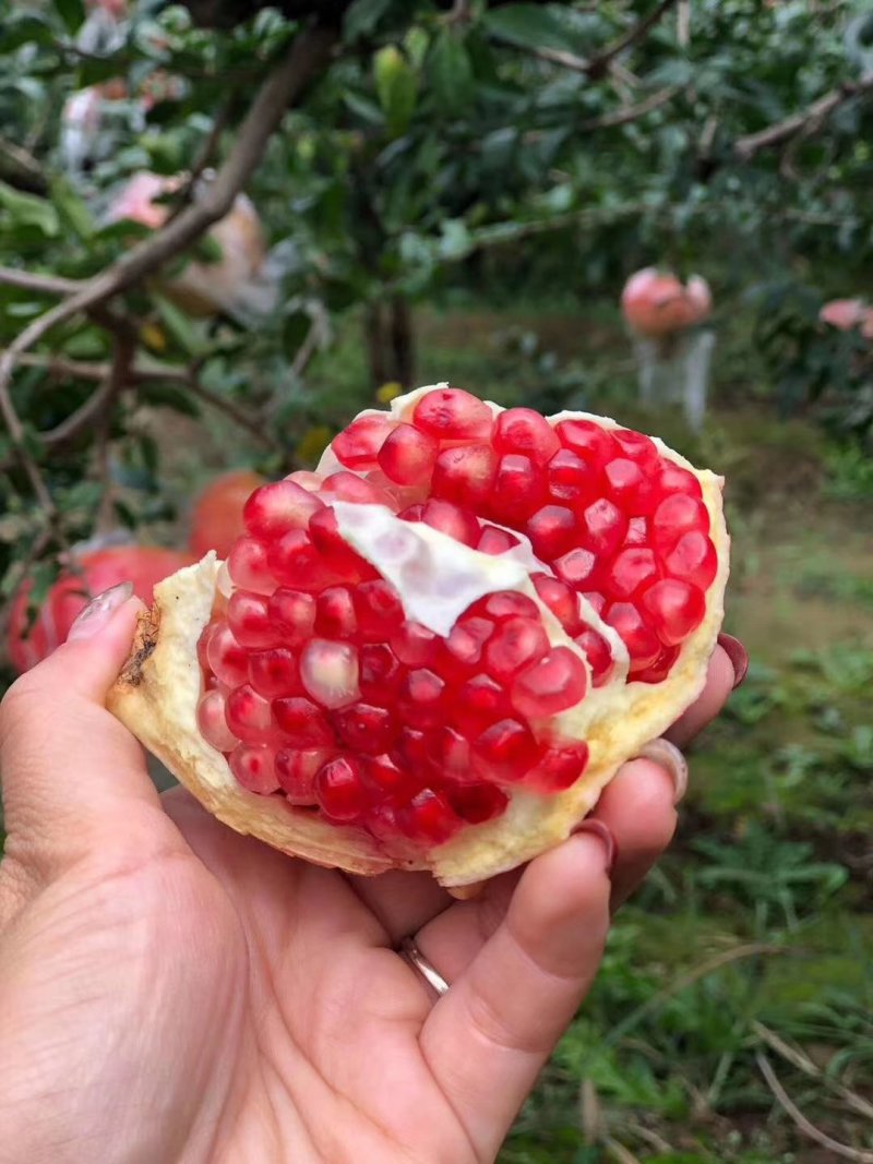 石榴树苗嫁接石榴树苗突尼斯软籽石榴蒙阳红石榴黑籽石榴