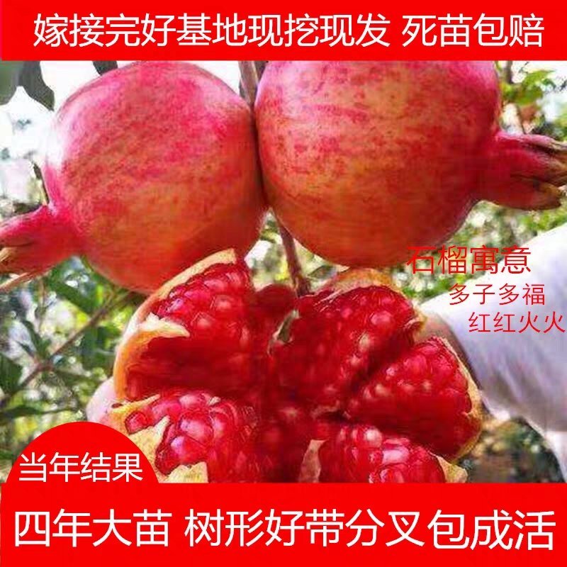 石榴树苗嫁接石榴树苗突尼斯软籽石榴蒙阳红石榴黑籽石榴