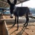 乌头驴免费送货，提供技术，急售3000头品种驴