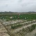黄菖蒲黄花鸢尾工程苗浮床用苗基地直供