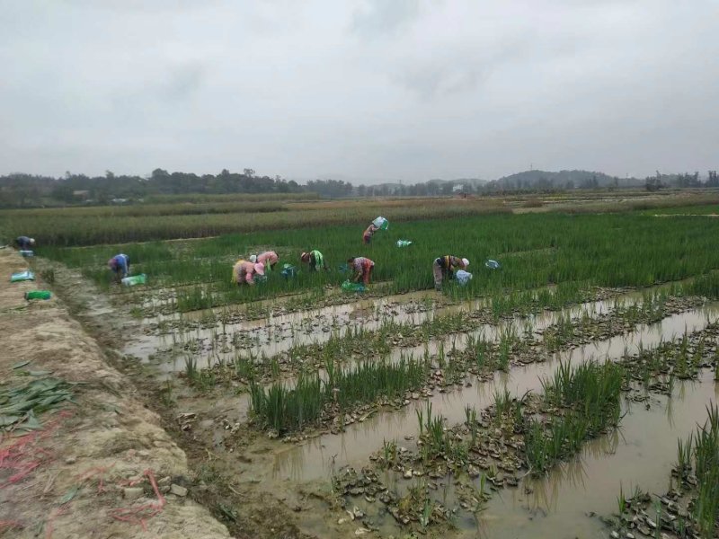 黄菖蒲黄花鸢尾工程苗浮床用苗基地直供