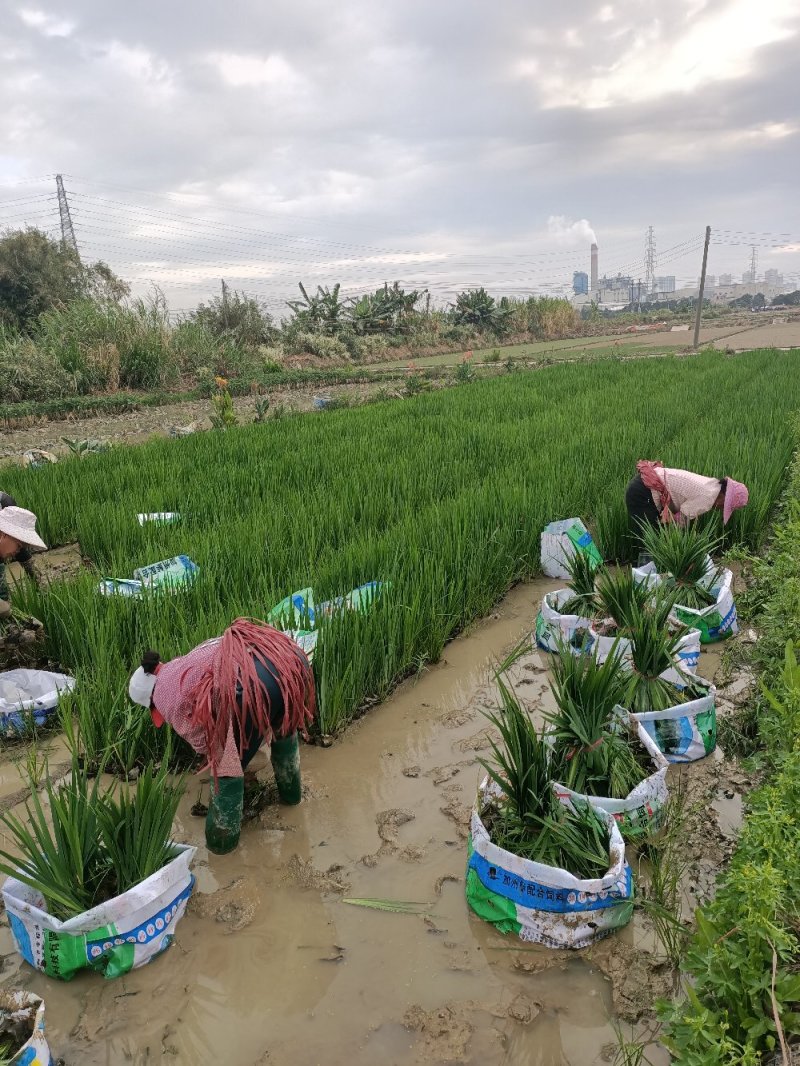 黄菖蒲黄花鸢尾工程苗浮床用苗基地直供