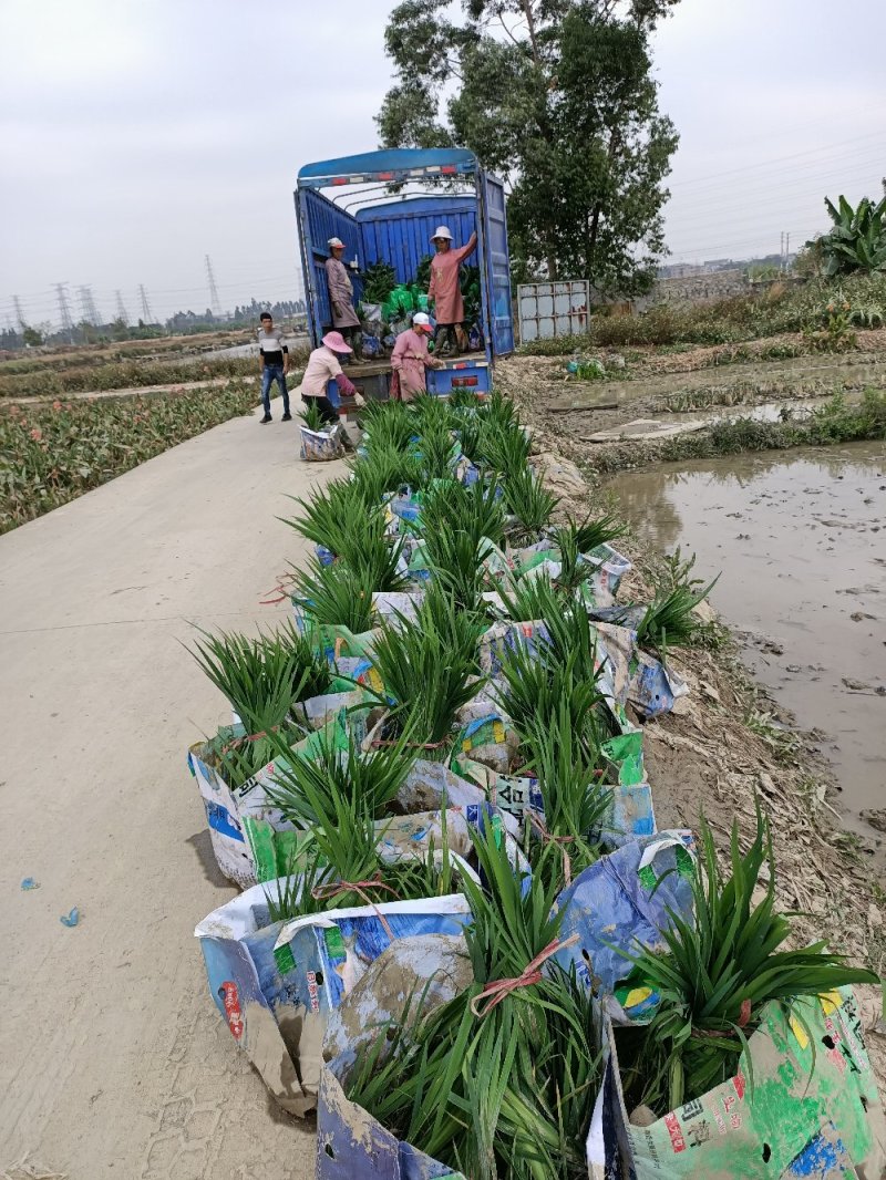 黄菖蒲黄花鸢尾工程苗浮床用苗基地直供