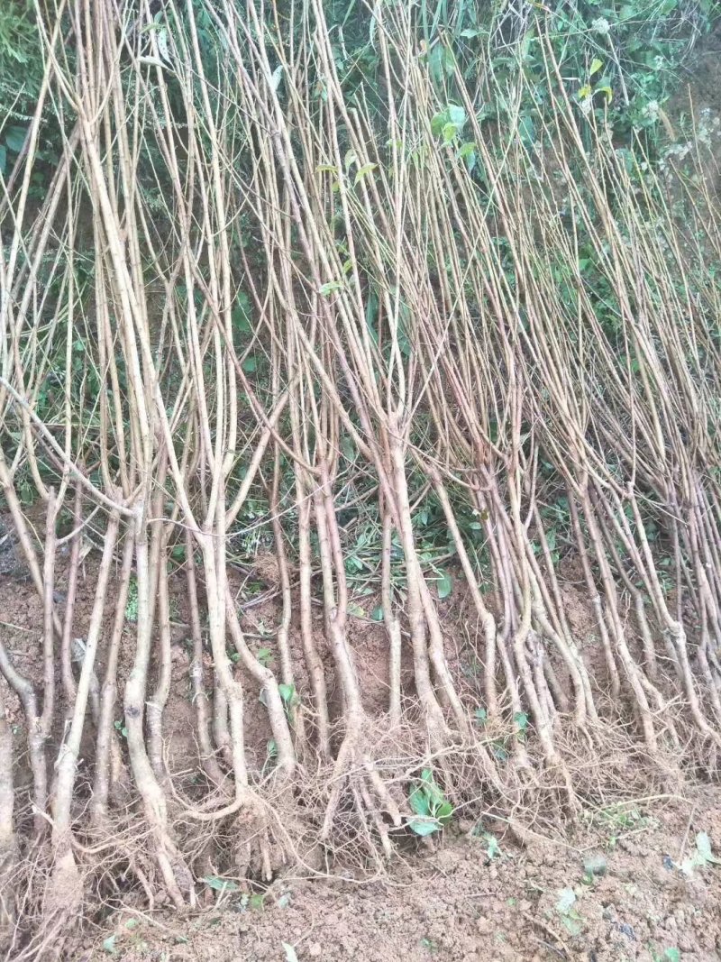 贵州安顺六马正宗蜂糖李子苗嫁接苗果树苗批发