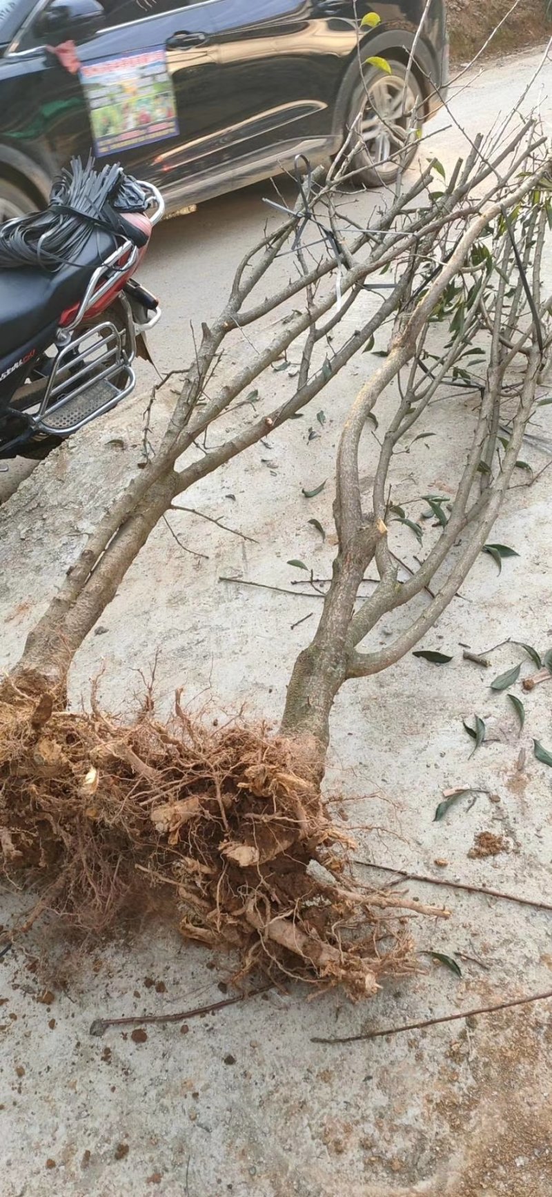 贵州安顺六马正宗蜂糖李子苗嫁接苗果树苗批发