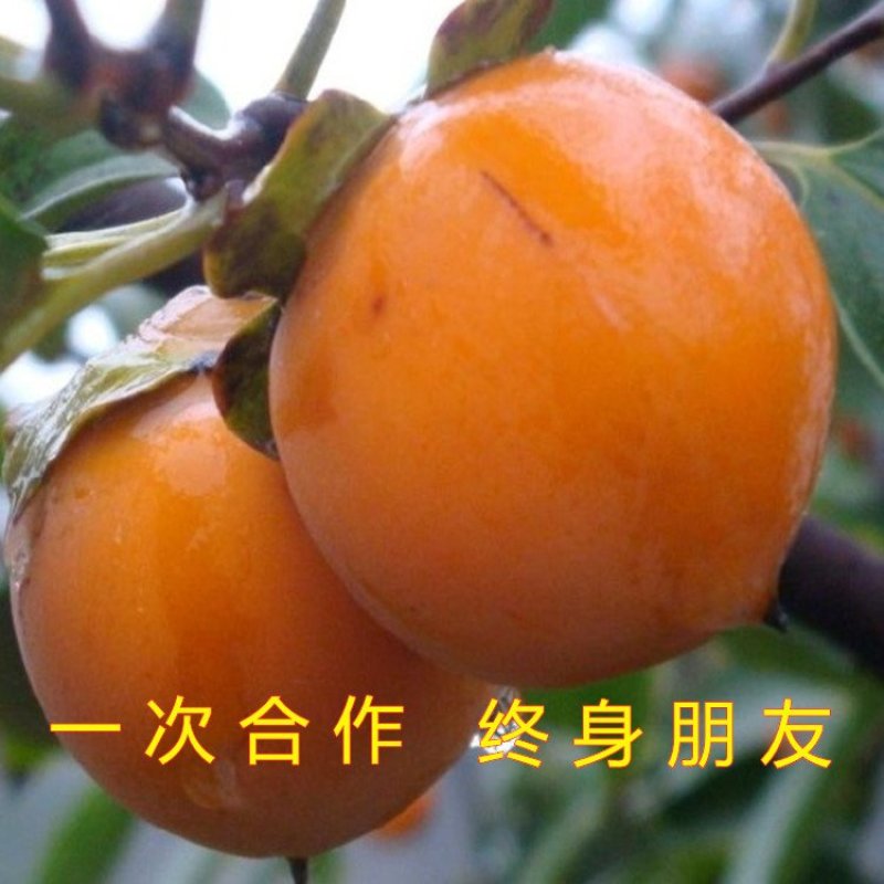 无核脆柿树苗无核柿子树苗不暖柿子树苗摘下就吃柿子苗