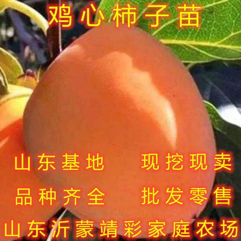 无核脆柿树苗无核柿子树苗不暖柿子树苗摘下就吃柿子苗