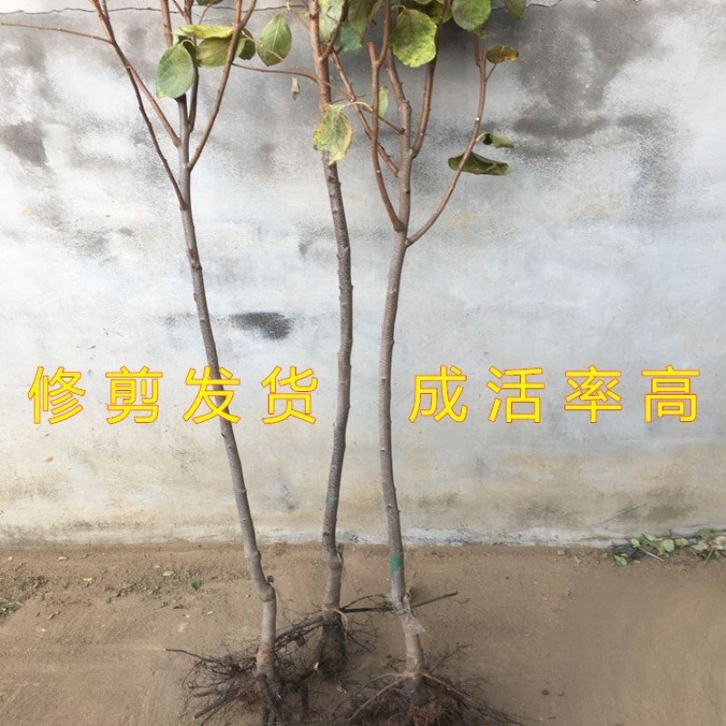 无核脆柿树苗无核柿子树苗不暖柿子树苗摘下就吃柿子苗