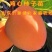 无核脆柿树苗无核柿子树苗不暖柿子树苗摘下就吃柿子苗