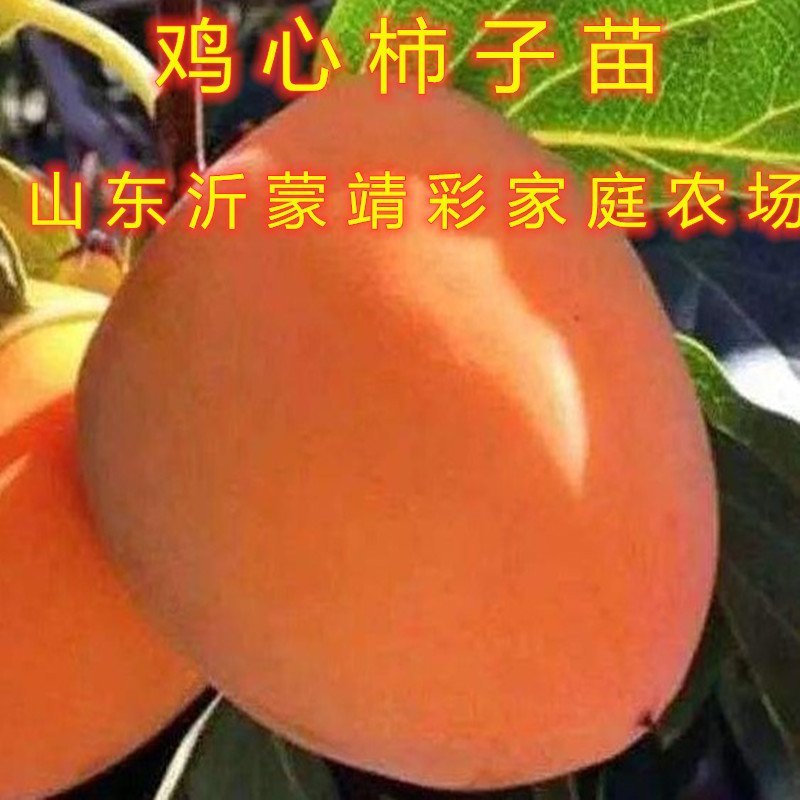 无核脆柿树苗无核柿子树苗不暖柿子树苗摘下就吃柿子苗