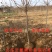无核脆柿树苗无核柿子树苗不暖柿子树苗摘下就吃柿子苗