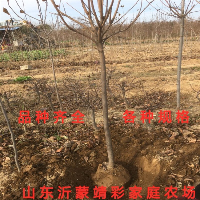 无核脆柿树苗无核柿子树苗不暖柿子树苗摘下就吃柿子苗