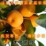 无核脆柿树苗无核柿子树苗不暖柿子树苗摘下就吃柿子苗