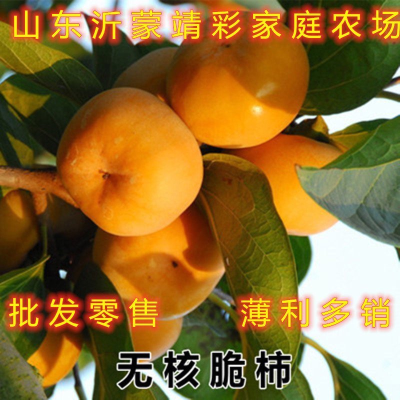 无核脆柿树苗无核柿子树苗不暖柿子树苗摘下就吃柿子苗