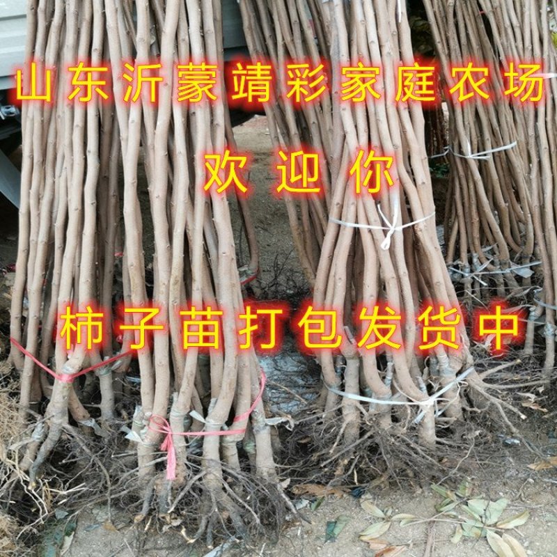 无核脆柿树苗无核柿子树苗不暖柿子树苗摘下就吃柿子苗