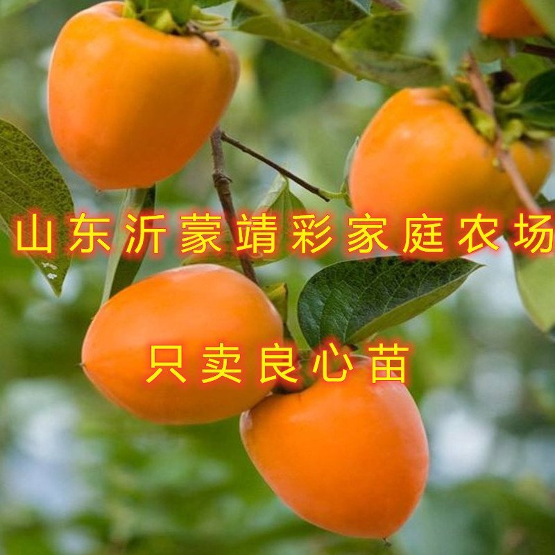 无核脆柿树苗无核柿子树苗不暖柿子树苗摘下就吃柿子苗
