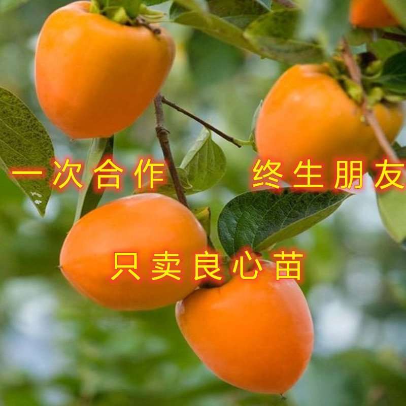 无核脆柿树苗无核柿子树苗不暖柿子树苗摘下就吃柿子苗