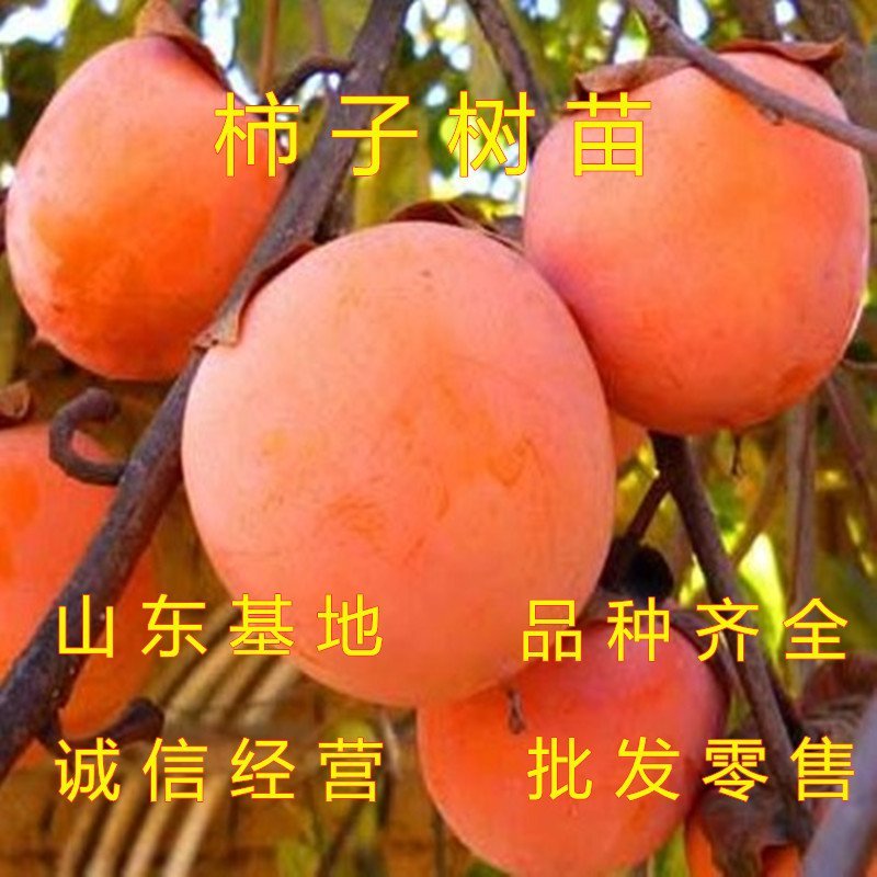 无核脆柿树苗无核柿子树苗不暖柿子树苗摘下就吃柿子苗