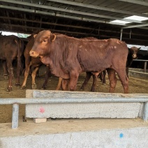 利木赞牛肉牛犊牛犊价格3-6个月小牛犊价格