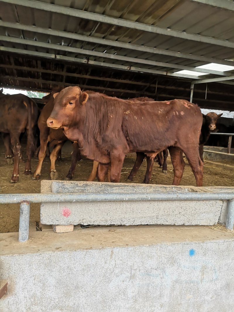 利木赞牛肉牛犊牛犊价格3-6个月小牛犊价格