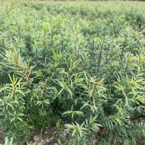 红豆杉苗红豆杉苗红豆杉苗红豆杉红豆杉红豆杉苗红豆杉