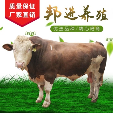 架子牛西门塔尔牛肉牛犊杂交肉牛犊小牛犊价格